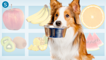 dog holding bowl in front of background of fruit