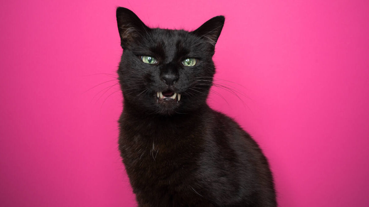 angry black cat on pink background