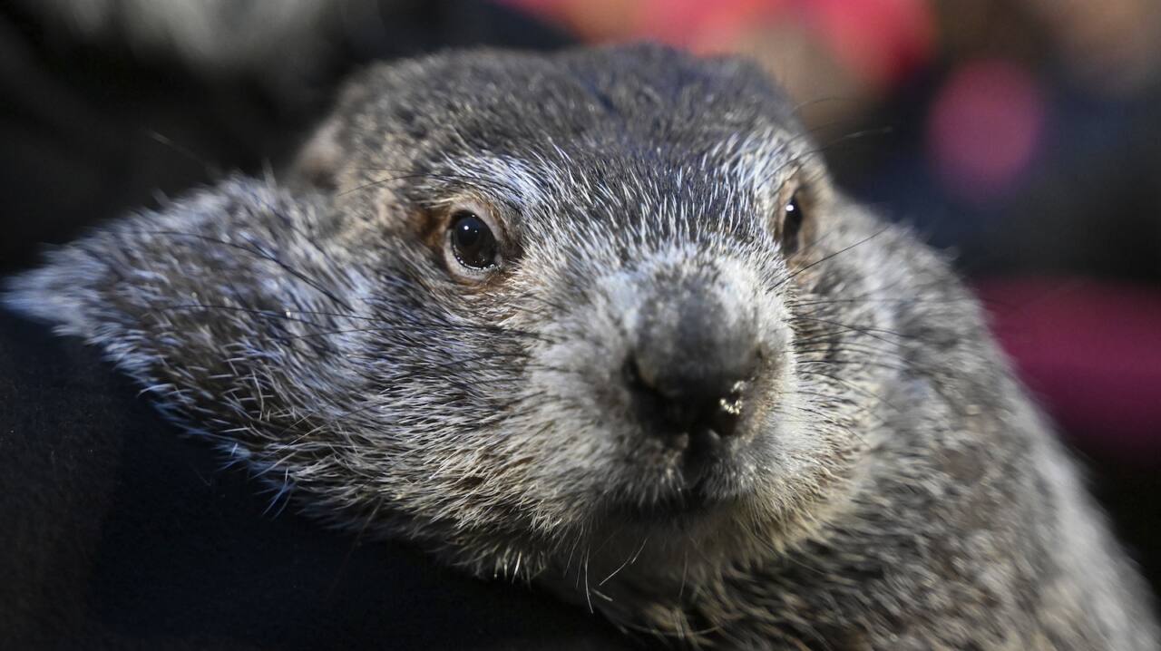 Punxsutawney Phil and Phyllis welcome two baby groundhogs