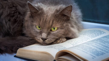 A gray cat lies on an open book.