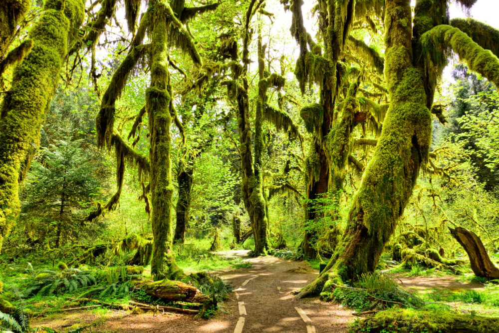 mossy trees in Olympic National Park