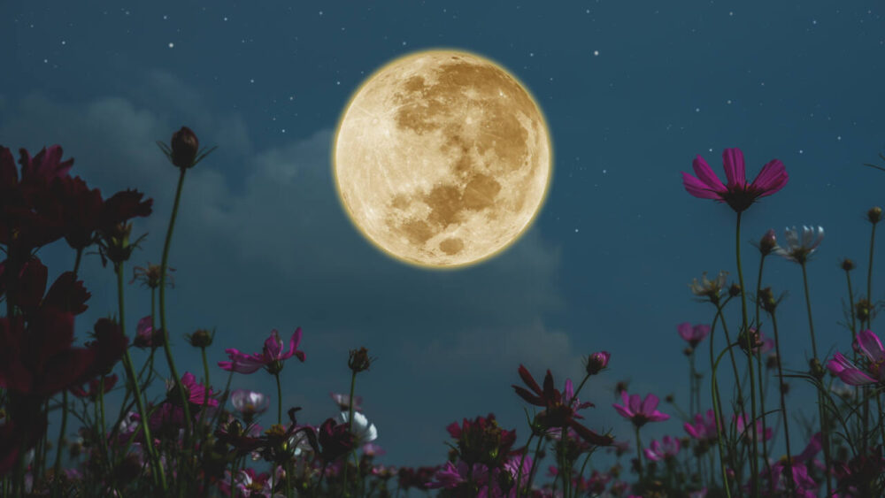 full moon behind spring flowers
