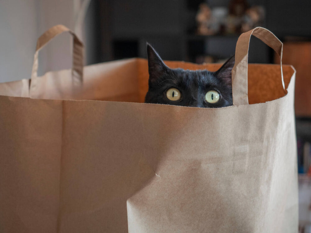 black cat peeks out of paper bag