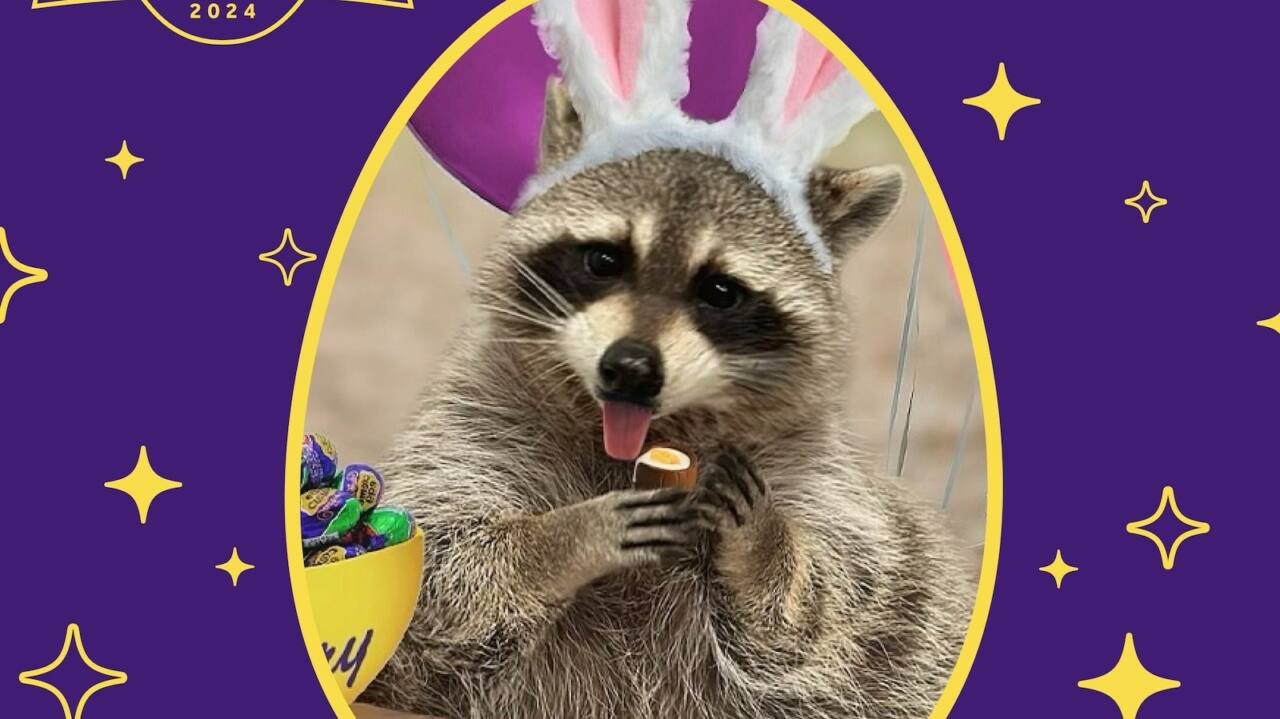 The 2024 Cadbury Bunny is a raccoon named Louie
