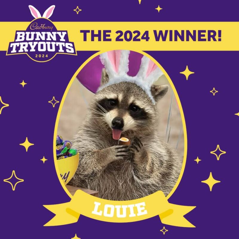 Cadbury's newest 'bunny,' Louie the Raccoon