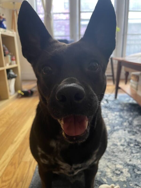 black dog with perky ears smiling for the camera