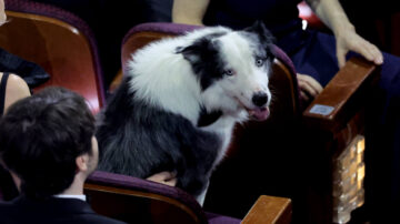 Messi the dog at Oscars
