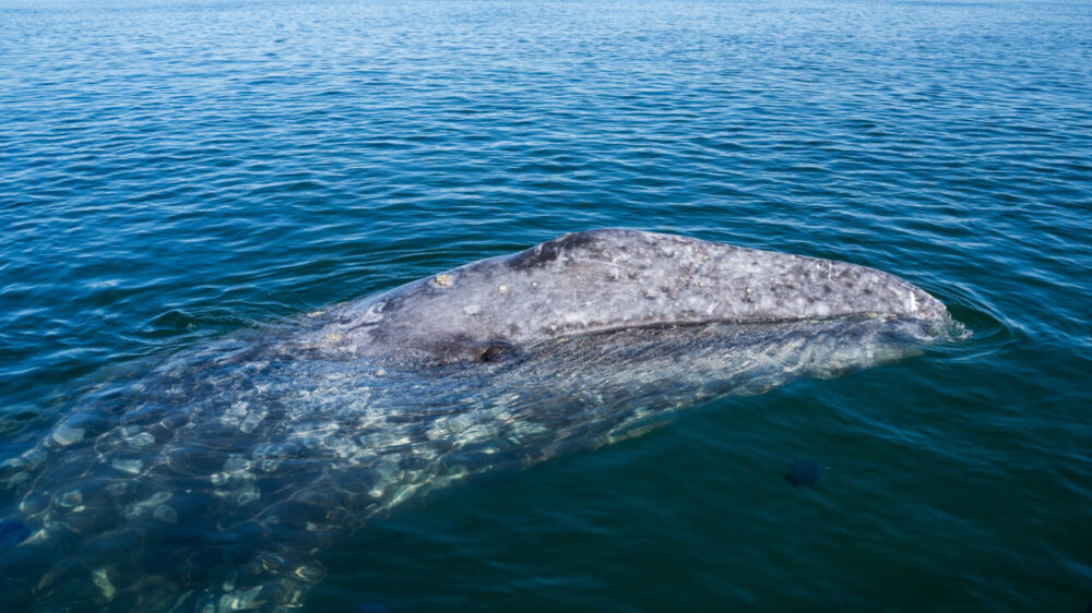 Gray whale spotted in the Atlantic for first time in 200 years