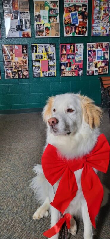 Olaf the rescue dog dressed in big red bow
