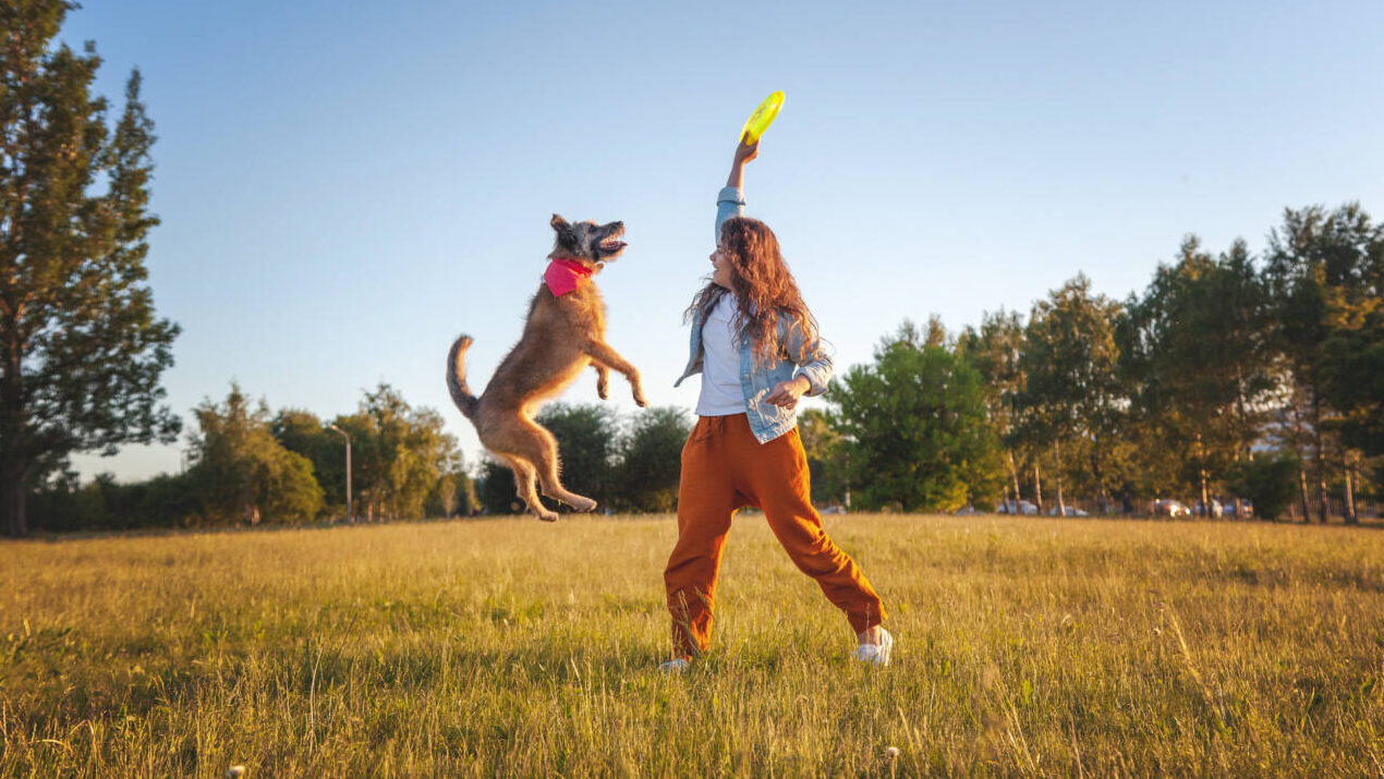 Need to relax? Playing with a dog reduces stress, new study suggests