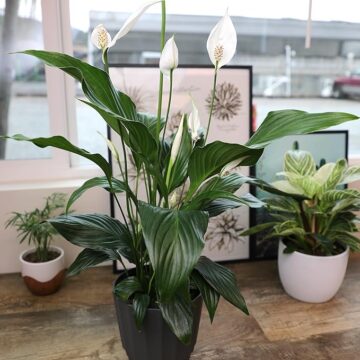 Peace Lily in 6 Inch Plant Pot