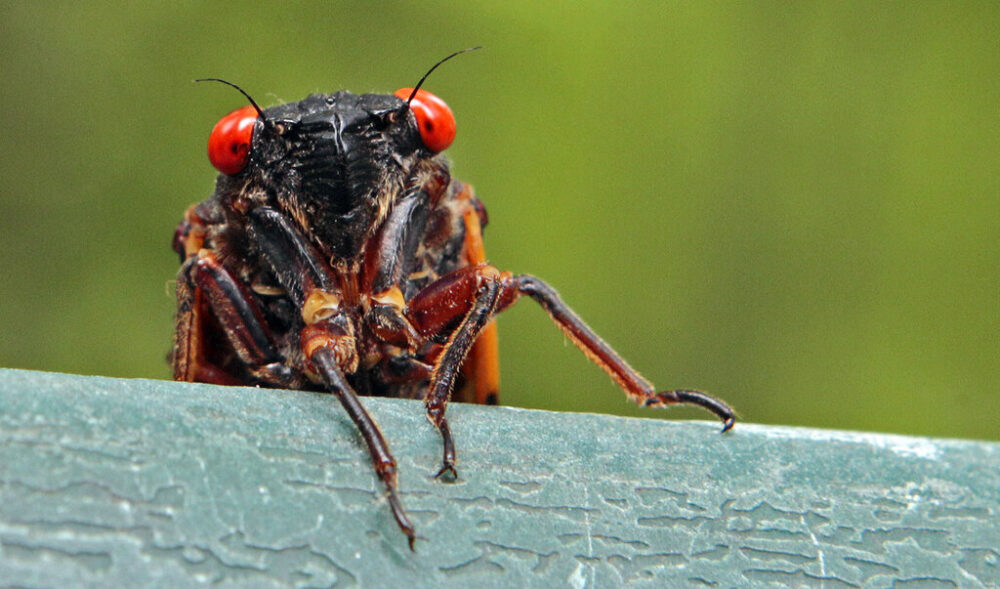 Cicada peering over a ledge