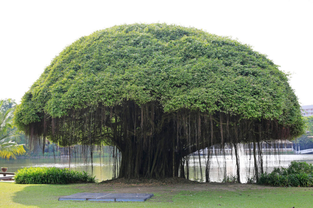 a large banyan tree next to a lake