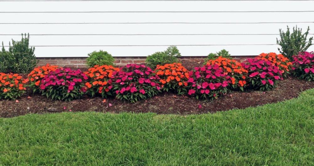 Mulch with pink and orange flowers