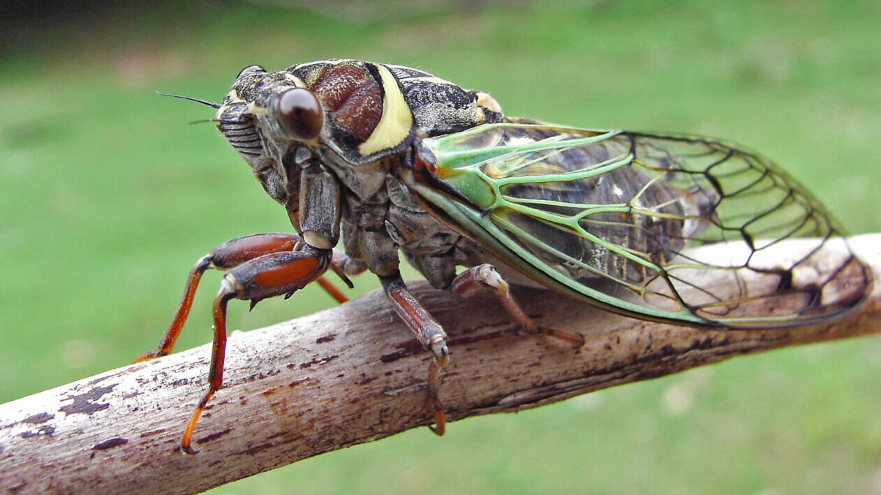 a green cicada sits on a tree branch