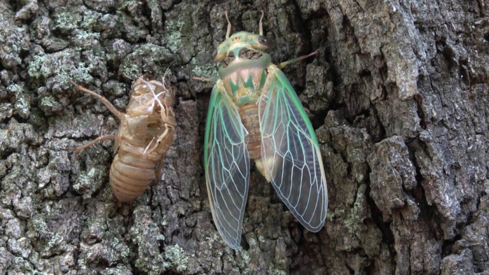 Green cicada emerging from shell