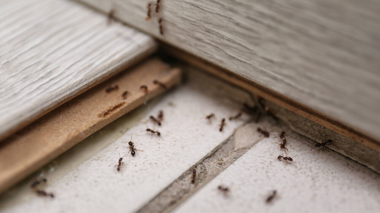 How to get rid of ants in your house