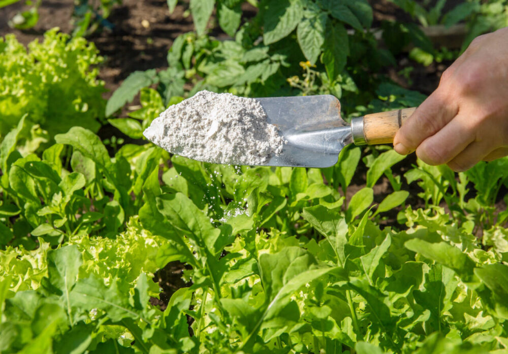 spade with diatomaceous earth on it held over vegetable bed