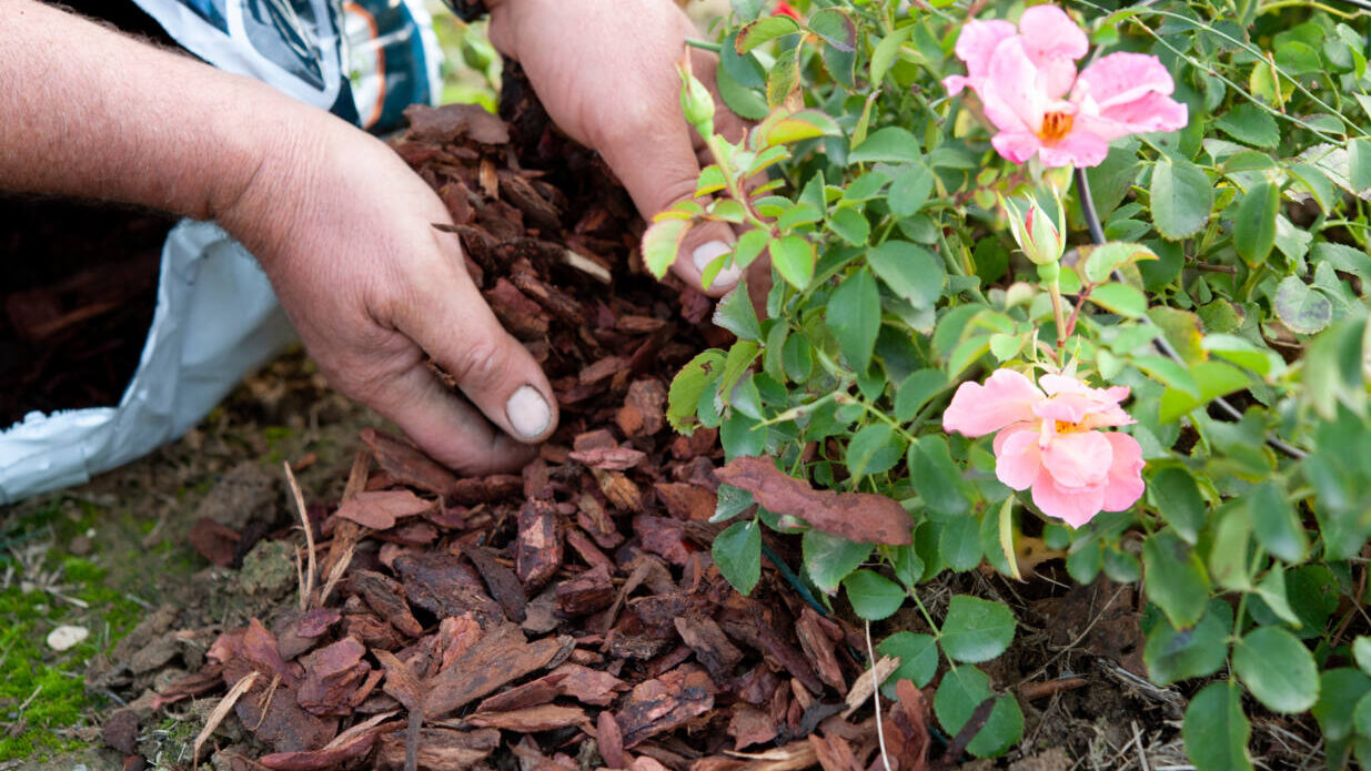 What is mulch and do you really need it?
