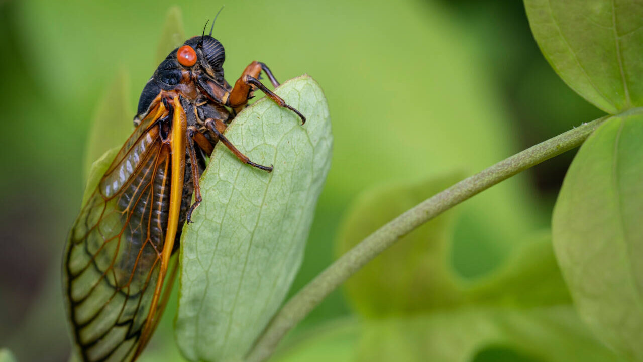 How long will the cicadas be around?