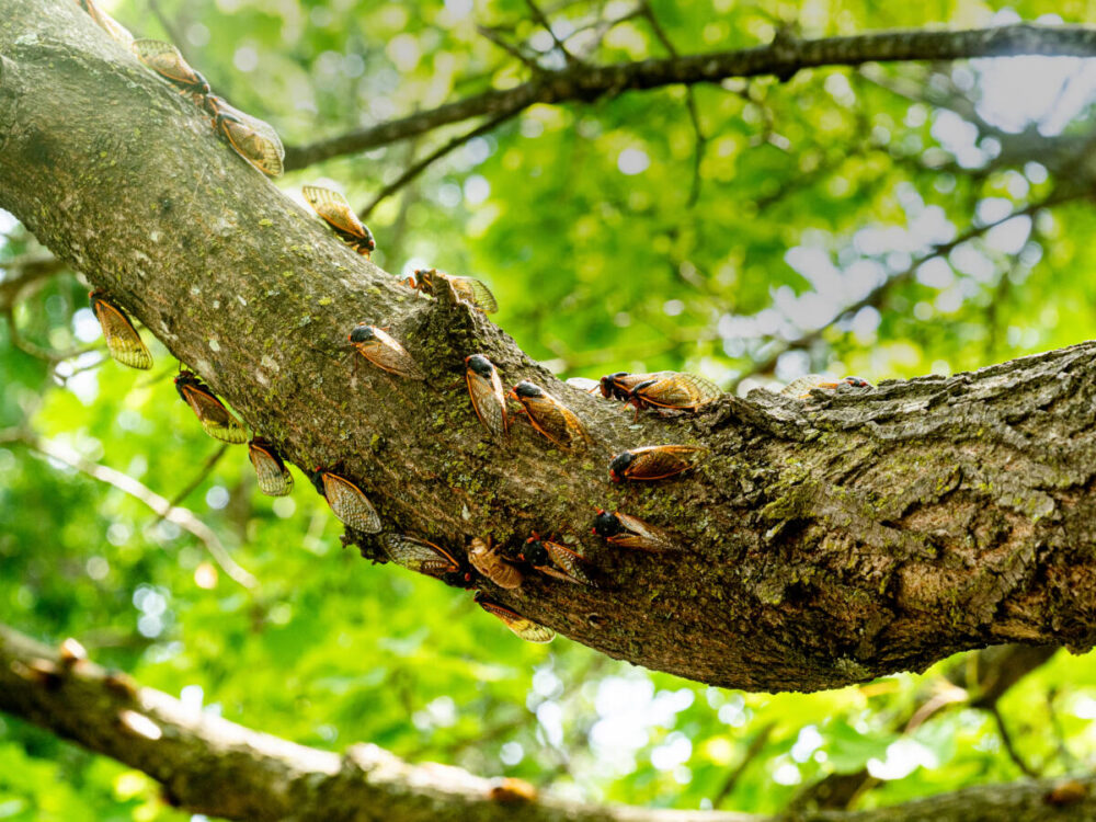Cicadas on a tree