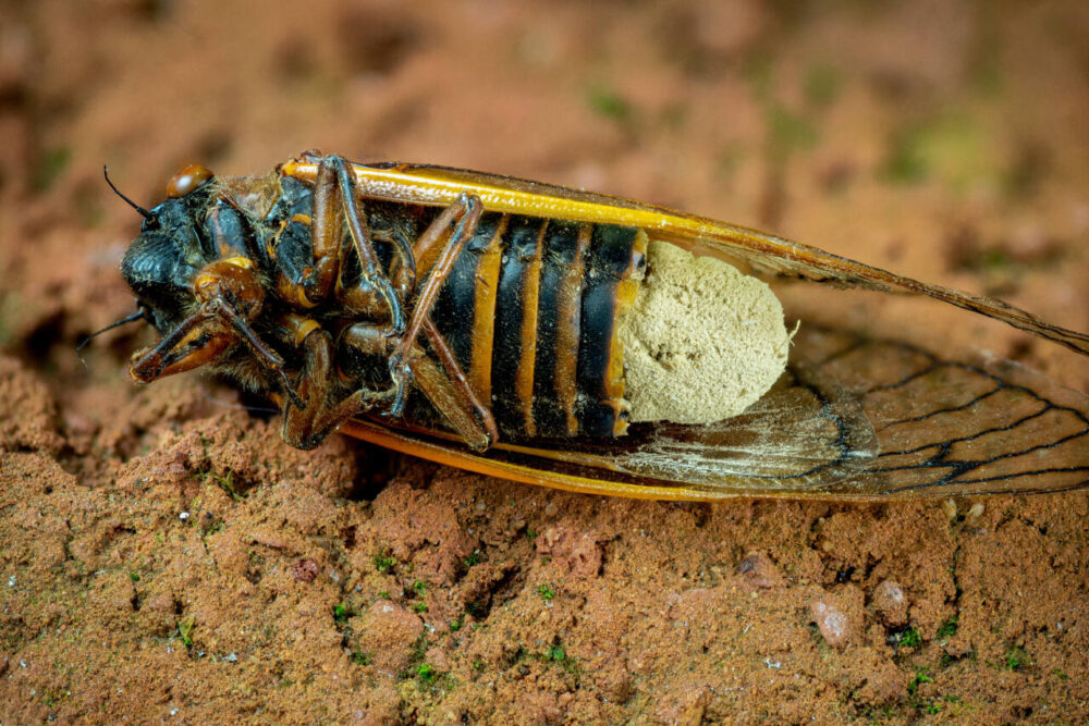 Dead cicada on the ground