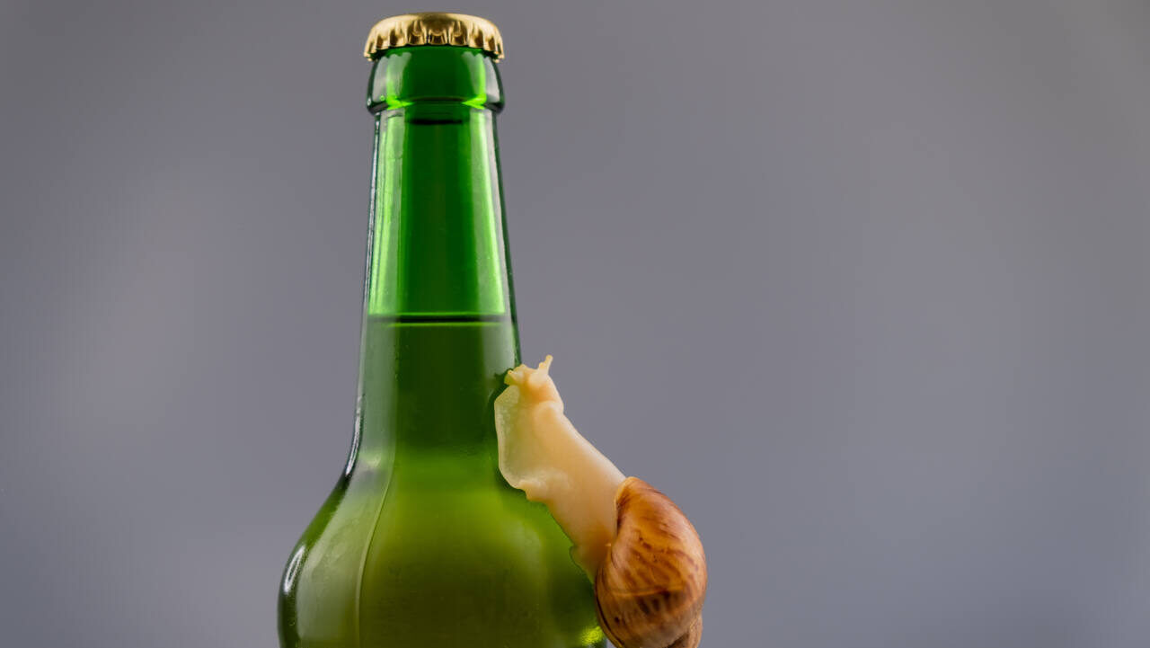 Snail on green beer bottle