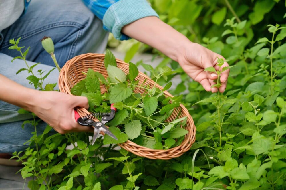 Person collecting mint from garden