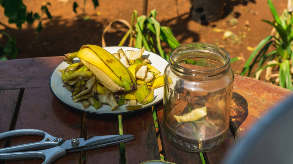 chopped banana peel and jar in garden