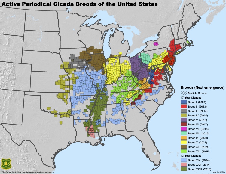 USDA cicada brood map