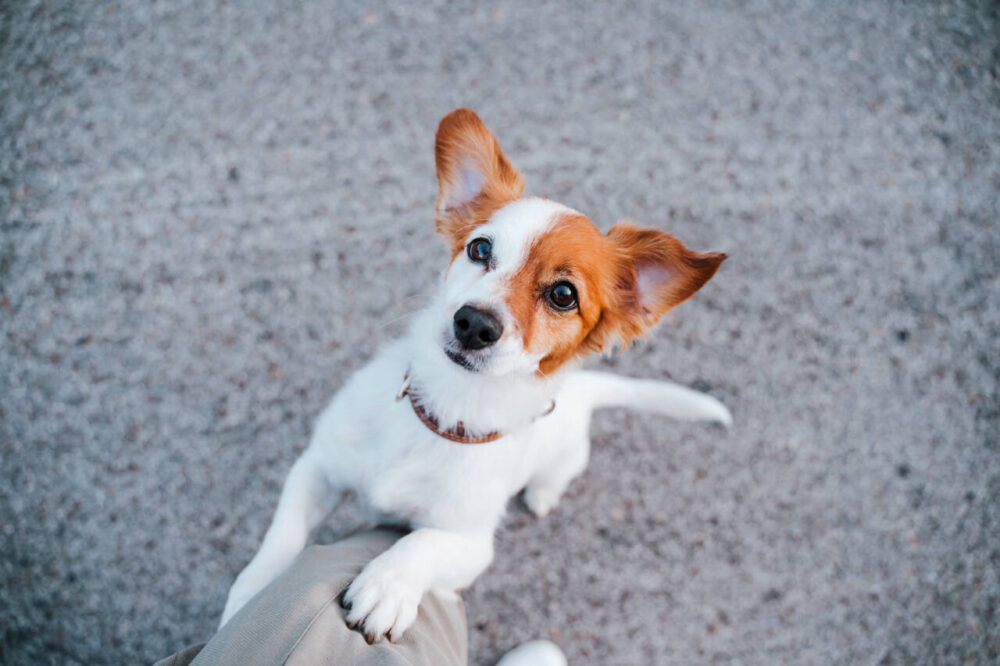 jack russell terrier dog with paw on owner