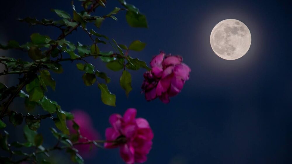 Flowers in front of full moon