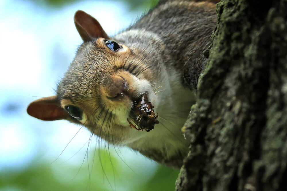 Squirrel holding cicada in its mouth