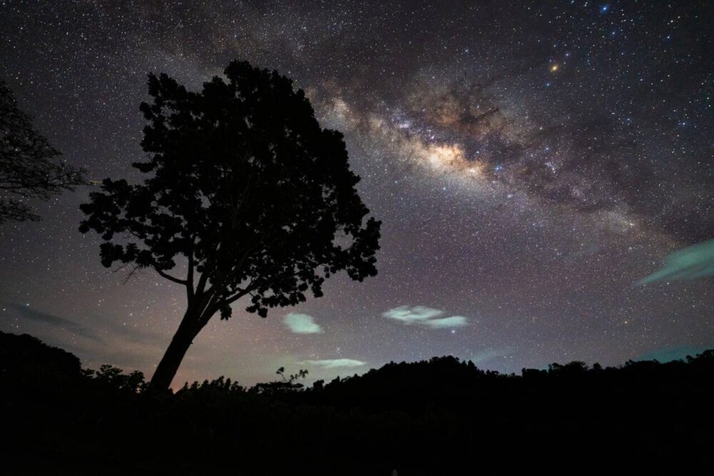 Milky Way and night sky over dark tree