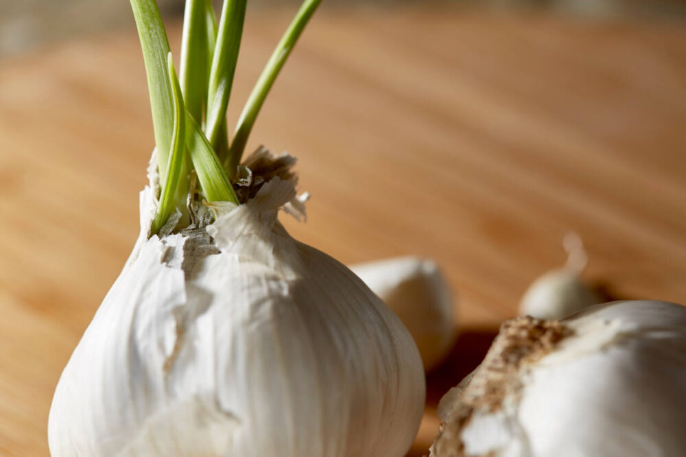 A bulb of garlic with a green sprout coming out of its top.