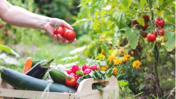 woman picking tomatoes from vegetable garden