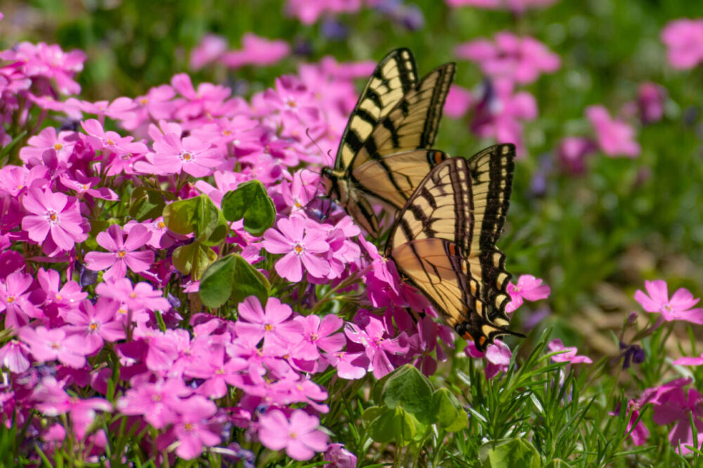Two butterflies sit on pink phlox flowers
