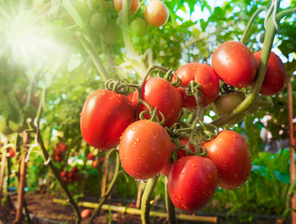 Sunlight on tomato plant