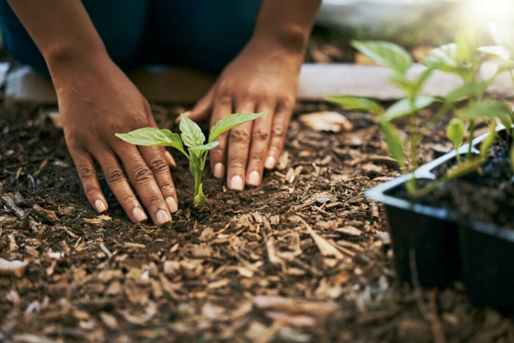 woman plants a sapling in the ground